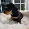 Black and cream mini dachshund