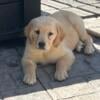 AKC Puppies golden retriever