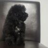 Toy poodle male