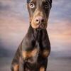 European Doberman
