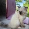 Siberian breed kittens