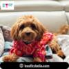 Designer Dog Clothes at BoofbyBella for Pets