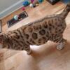 SBT 4 Bengal kittens