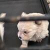 Maltese Babies 8047203269