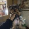 Teacup Yorkie’s