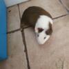 2 of 2 Guinea pigs for sale