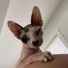 Male sphynx for rehoming