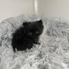Exotic long haired Persian