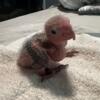 White Belly Caique babies - 3 available