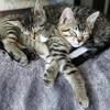 Sweet and loving kitties in need of GOOD homes!