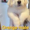 Great Pyrenees Male