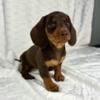 AKC MINI DACHSHUND PUPPIES