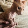 Red Bambino Male Sphynx