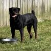 Male Rottweiler 