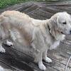AKC Golden Retriever Puppies, ALL SOLD!!!