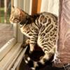 Beautiful Bengal kittens available including one brown spotted female and one silver charcoal male