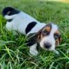 Basset Puppies in SD