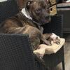 Brindle pitbull