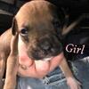 american bully puppies