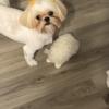 Shihtzu must stay together as couple