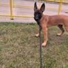 Belgian Malinois Male   