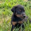 Doberman Pups black and tan