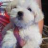   MALTESE SHIH TZU  MIXED  MALE PUPPY  $375.00  PENDING PICK UP  SOLD