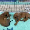 Redbone Coonhound Puppies
