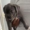 Male Blue Bully looking for forever home