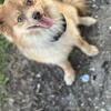 POMERIANIAN 3 YEAR OLD MALE