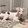 Great Dane Puppies