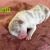 Pocket ABKC Puppies For Sale! 