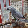 African Grey