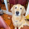 Golden Retriever Male