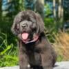 Beautiful AKC/OFA Newfoundland babies available in Michigan