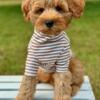 Mini Goldendoodle 