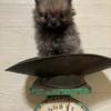 CKC Teacup Pomeranian Puppy