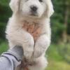 Pyrenees pups