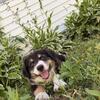Australian shepherd mix female puppys