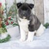 AKC Akita Puppies Available Now