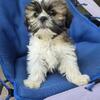 Shihtzu puppies available