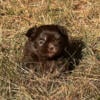 Female chocolate Shih tzu puppy