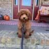 Beautiful mini male F1B Labradoodles