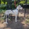 Breeding Female Great Dane