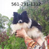 White with black pomeranian   puppy  female