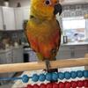 Conure for sale