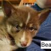 F2 Pomsky - Bear - male