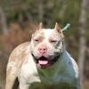 American bully pups