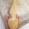 Axolotl Female Golden albino 11 inches