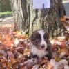 Australian shepherds